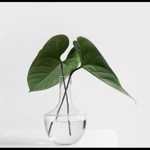 Meet your Posher, Anjali